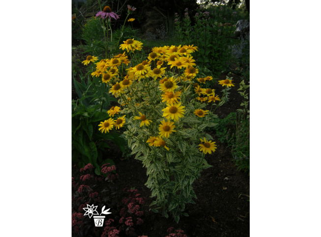 Heliopsis helianthoides var. scabra   'Sunburst'